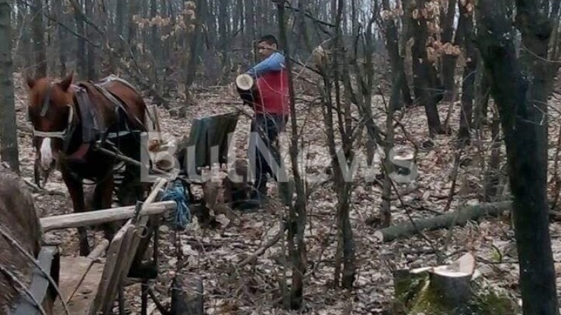 Наглост! Роми изсичат гората във Врачанско и си правят селфита, за да си покажат „майсторлъка“ (СНИМКИ)
