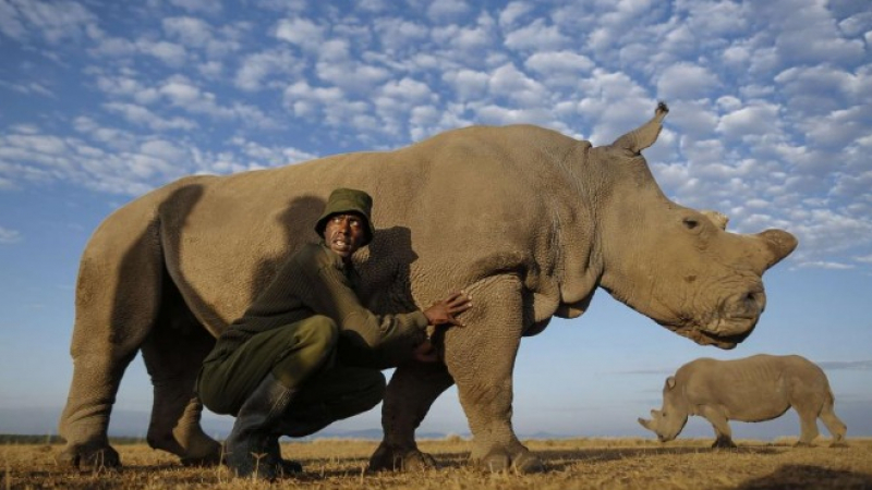 Почина последният бял носорог в света