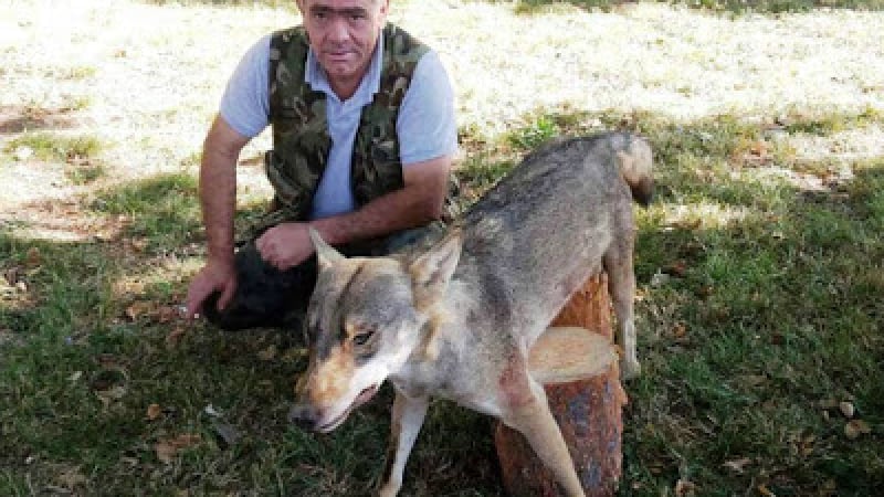 Опасни хищници хвърлиха в паника родопско село, нападат посред бял ден 