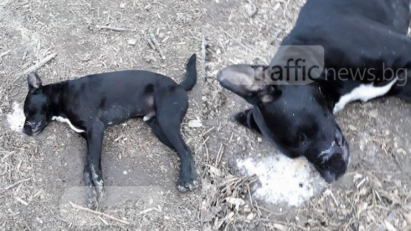 Изроди! Отровиха куче в Браниполе, издъхна в агония (СНИМКИ 18+)