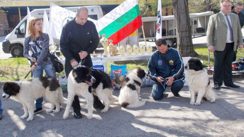 Свирепо бойно куче дебютира на киноложките изложби в Пловдив 