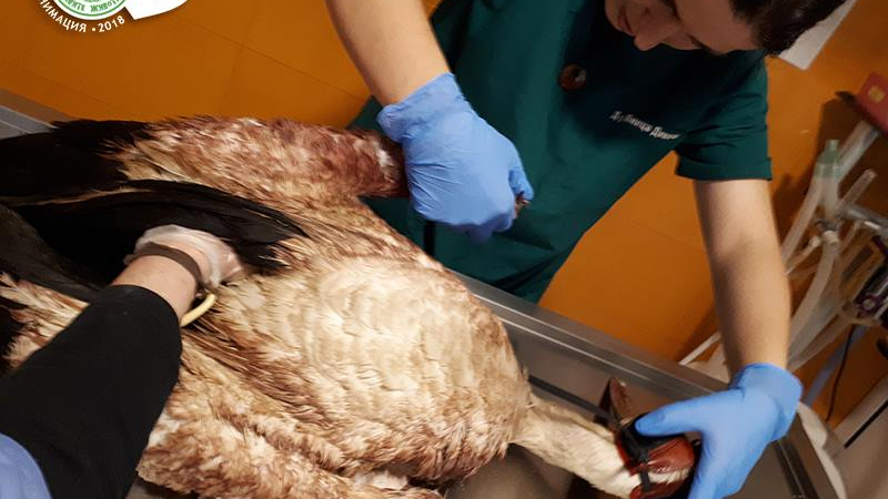 В дивия Северозапад: Всички ги спасяват, а един кретен гръмна бедстващ щъркел със сачми за гъски (СНИМКИ 18+)
