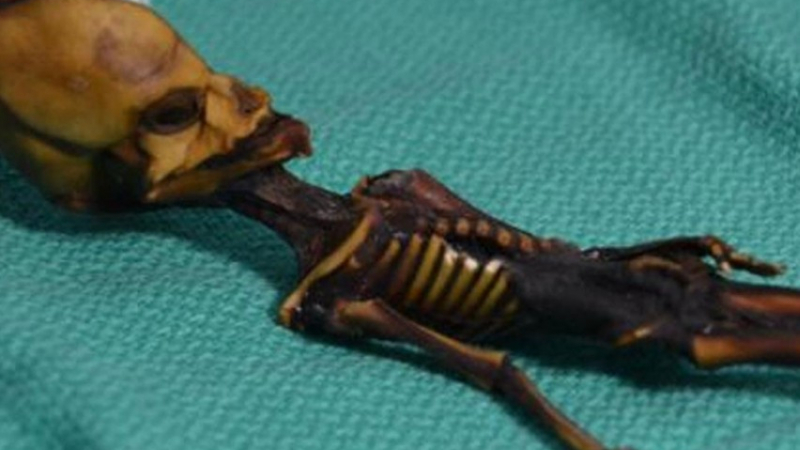Мистерията със скелет на извънземно бе решена (СНИМКИ/ВИДЕО)