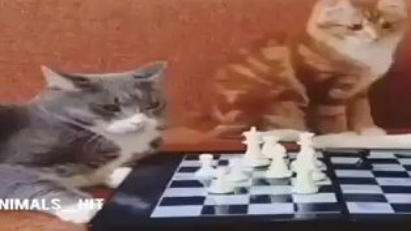 Забавно ВИДЕО: Игра на шах между две котки и куче завърши неочаквано
