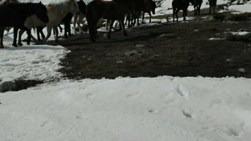 Притичват се на помощ на бедстващите коне в Осоговската планина