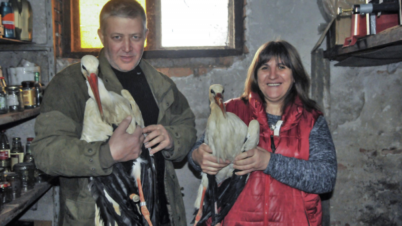 Големи сърца: Семейство от Силистра вдига гнезда за измръзнали щъркели (СНИМКИ)