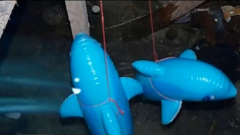 Няма да повярвате къде тази пловдивчанка отглежда делфини (ВИДЕО)
