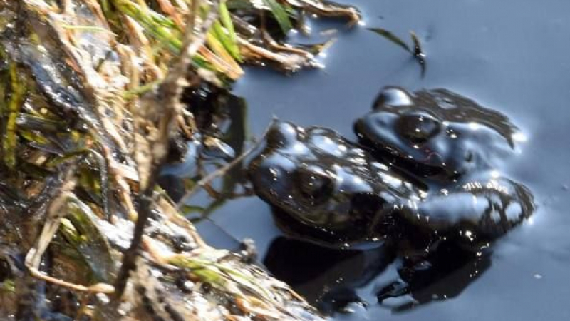 У нас спасяваме щъркели, в Италия – жаби