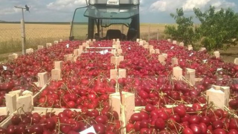 Фермери с много страшна прогноза: Ще ядем вносни плодове на солени цени, а българските... 