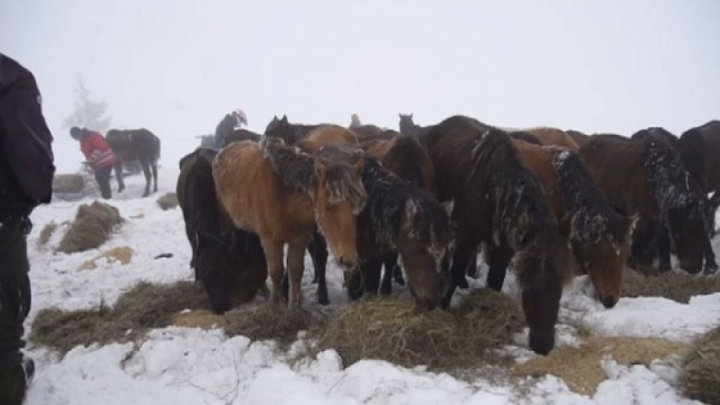 Първо уволнение след скандала с уморените от глад и студ коне в Осоговската планина 