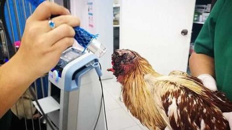 Пиле остана глава, но продължи да живее, дават му храна и антибиотици 