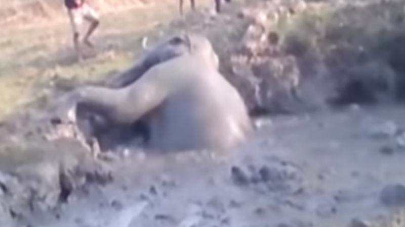 Неблагодарен слон нападна спасителите си, които го измъкнаха от яма (ВИДЕО)