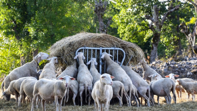 Какъв звяр разкъса седем овце в Шуменско?