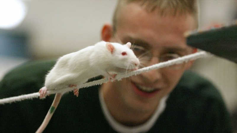 Учени започват да управляват животните с дистанционно