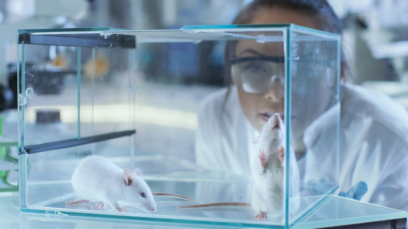 За първи път: Учени се намесиха в мозъка на живо същество
