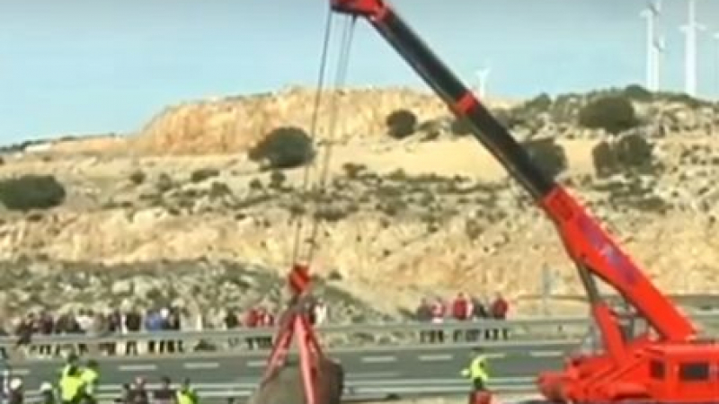 Слонове блокираха магистрала в Испания и се разигра голяма трагедия (ВИДЕО)