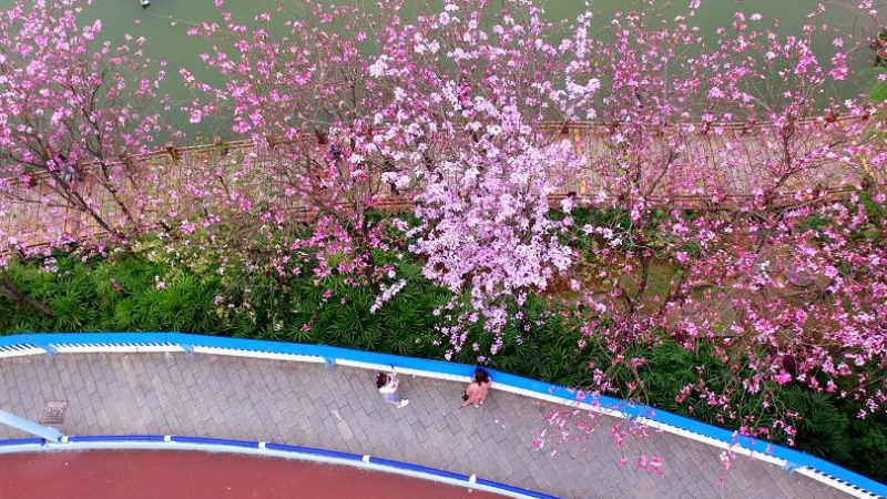 Хиляди туристи се радват на пролетните цветове в Китай