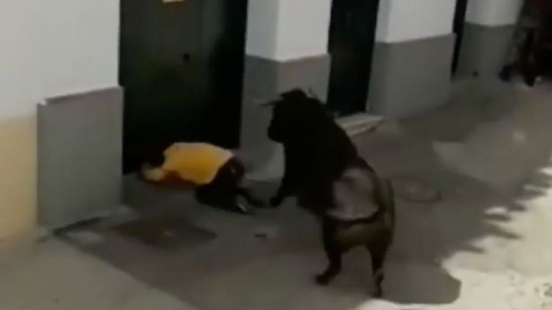 Разярен бик прободе смъртоносно участник във великденски фестивал в Испания (СНИМКИ/ВИДЕО 18+)