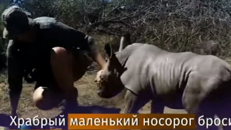 Смел малък носорог се втурна да защитава майка си от ветеринарните лекари (ВИДЕО)