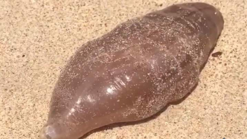 Загадъчно същество бе изхвърлено на брега на плаж в Тайланд (ВИДЕО)
