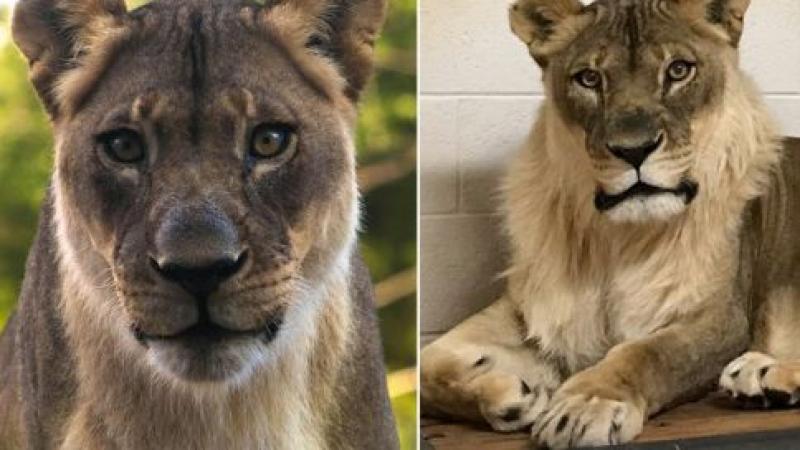 Зоопаркът в Оклахома с тъжна вест за африканската лъвица Бриджет, на която й порасна грива