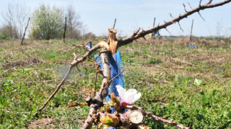 Вандали унищожиха 132 кайсиеви дръвчета в Силистра (СНИМКИ)