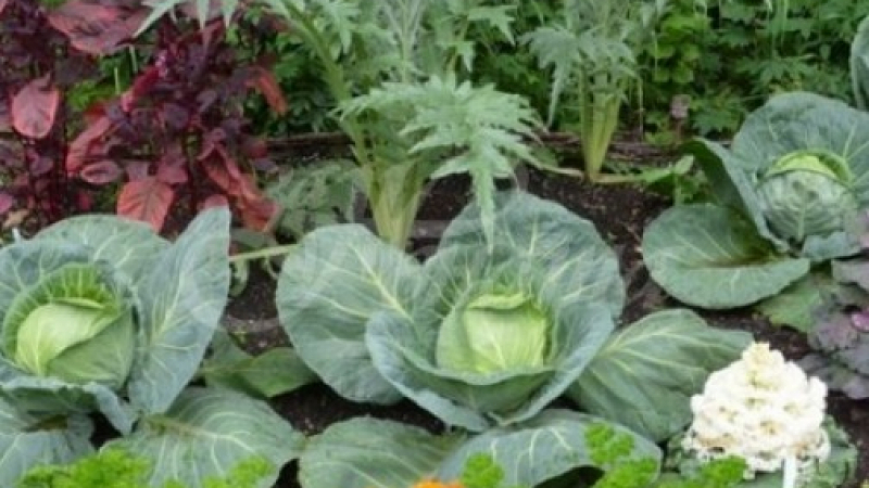 Тези зеленчуци дават най-добра реколта, когато са засадени един до друг, а тези си пречат!