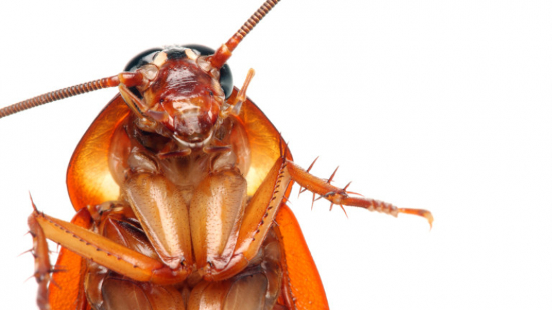 Играем си с природата! Учени мутират хлебарки, въпрос на време е насекомите да ни затрият 