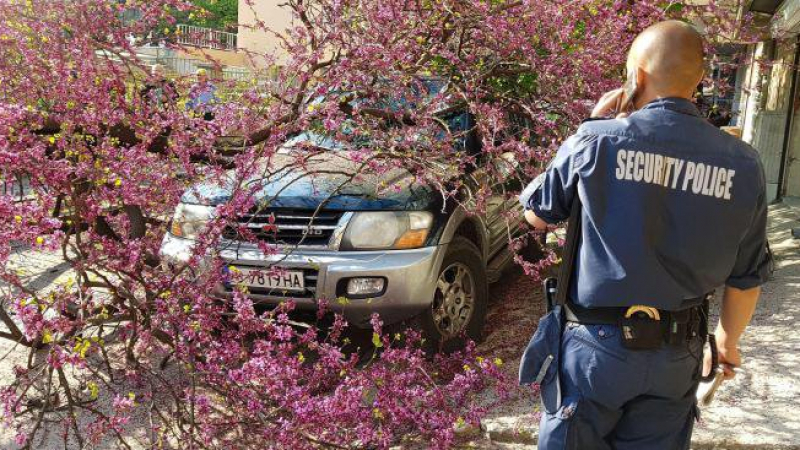 Дърво едва не уби жена във Варна (СНИМКИ)