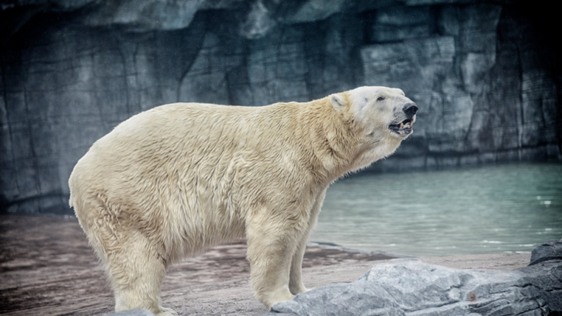 Сингапур лее сълзи за единствената в света полярна мечка, родена в тропиците (СНИМКИ/ВИДЕО)