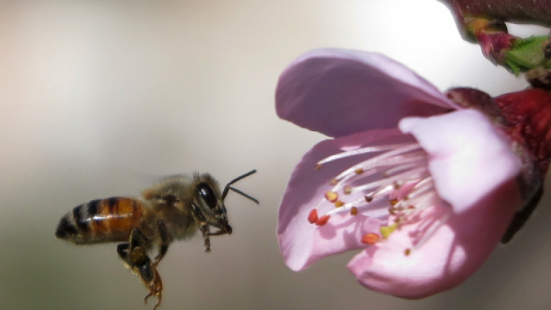 ЕС забранява най-използваните инсектициди заради изчезването на пчелите 
