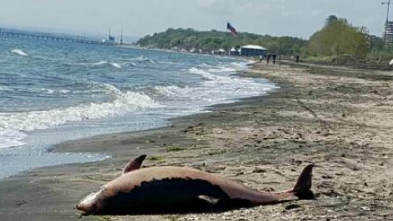 Жестока трагедия на бургаския плаж (СНИМКА 18+)