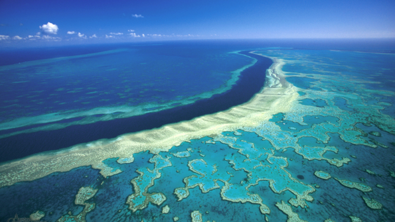 Австралия хвърля 380 млн. долара, за да спаси едно от най-големите природни чудеса на света (ВИДЕО)