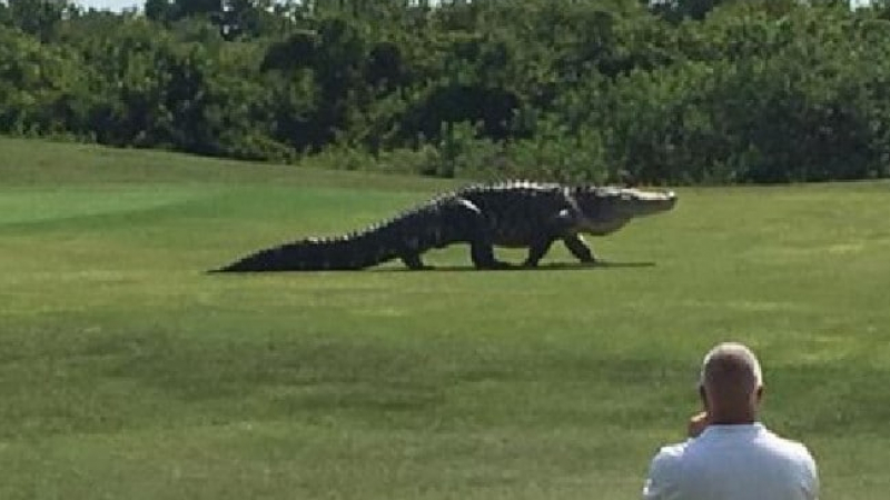 Огромен алигатор се разходи по голф игрище (ВИДЕО)