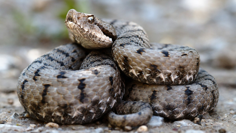Кои са най-отровните змии в България и какво да правим, ако ни ухапят (СНИМКИ)