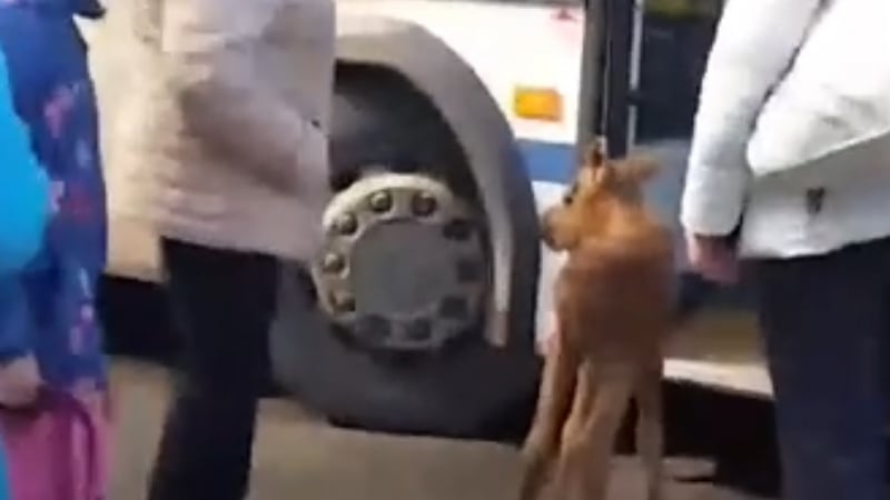 Бебе лос се опита да се качи в автобус в Карелия