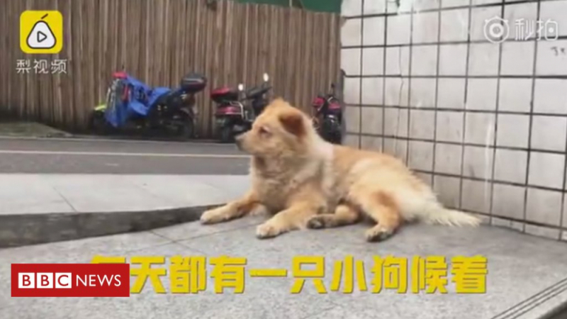 Вторият Хачико! Историята на това куче ще ви трогне до сълзи! (ВИДЕО)