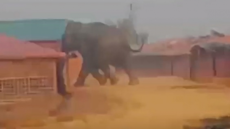 Слонове прегазиха бежански лагер - 12 души загинаха (ВИДЕО)