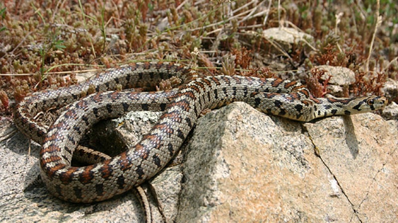 Ужас! Експерт посочи колко вида змии пълзят из Бургас!