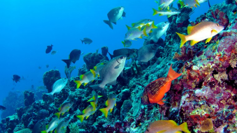 Неизвестни морски видове бяха открити около Бермудските острови