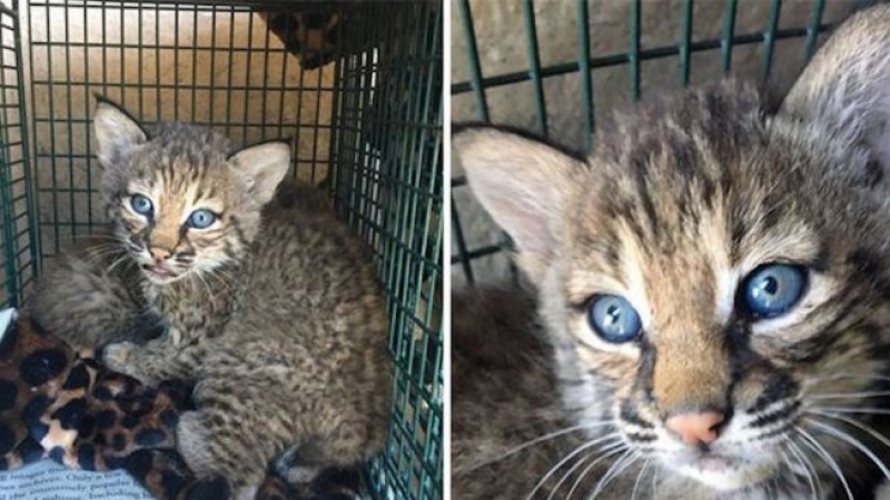 Семейство откри и прибра сладки синеоки котенца, но после стана страшно 