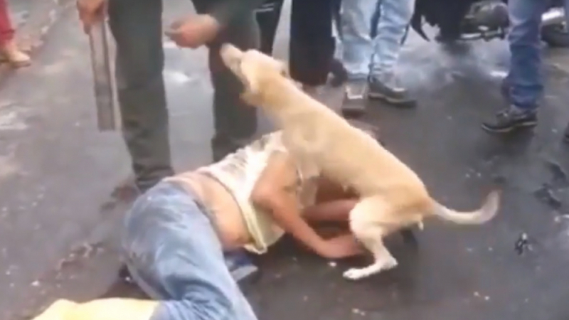 Пиян заспа насред улицата, кучето му не дава никой да го приближи (ВИДЕО)