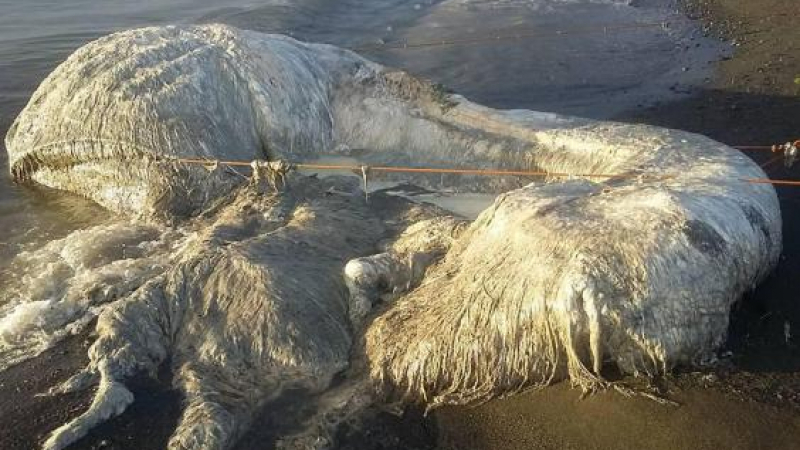 Зловонно и космато 6-метрово чудовище от дълбините на океана се появи на плажа в Сан Антонио (СНИМКИ/ВИДЕО)