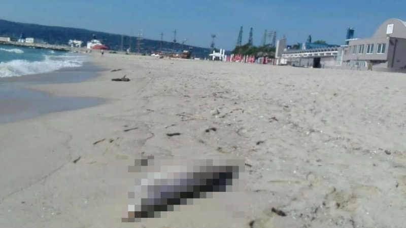 Смразяваща гледка: Два трупа на плажа шокираха варненци! (СНИМКА)