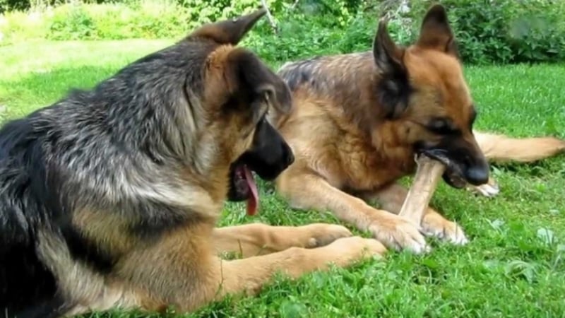 Монтански изрод нахрани кучетата на съседката си с наденица с карфици