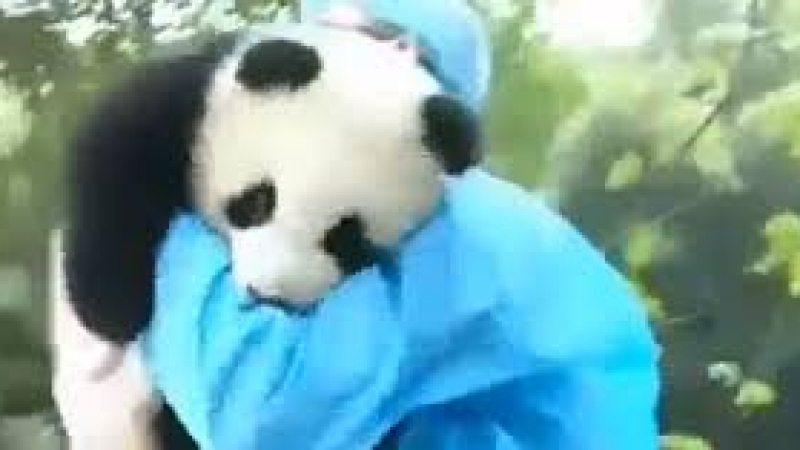Малка панда се пусна по пързалка и умили мрежата (ВИДЕО)