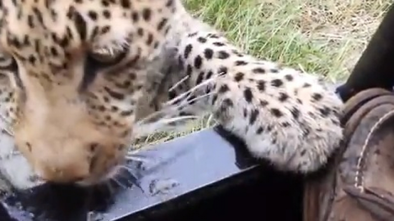 Опасна близост: Леопард си поигра с краката на смел турист (ВИДЕО)