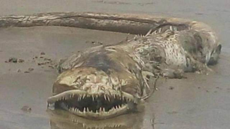 Мистериозно чудовище бе изхвърлено на брега в Мексико (СНИМКИ)
