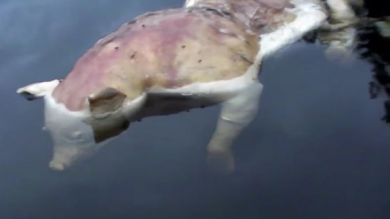  Шокиращо: Зловещ мутант изплува в езеро в САЩ (ВИДЕО/СНИМКИ 18+)
