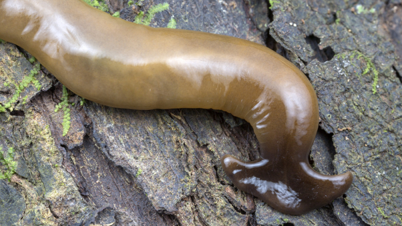 Гнус: Огромни хищни червеи, дълги 1 метър, налазиха Франция 
